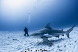 Shark Tourist by Henley Spiers 